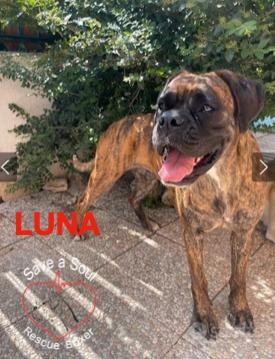 Luna Boxer Pura Di 3 Anni